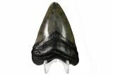 Juvenile Megalodon Tooth - South Carolina #164945-1